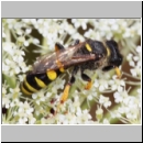 Crabro cribrarius - Grabwespe w09d 14mm - OS-Hasbergen Lehmwiese det.jpg